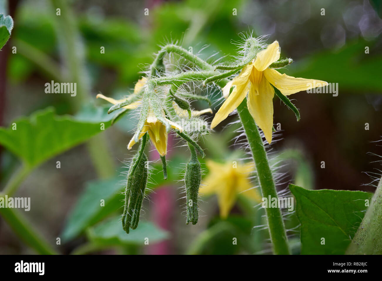 Close-up de fleurs sur un plant de tomate. Banque D'Images