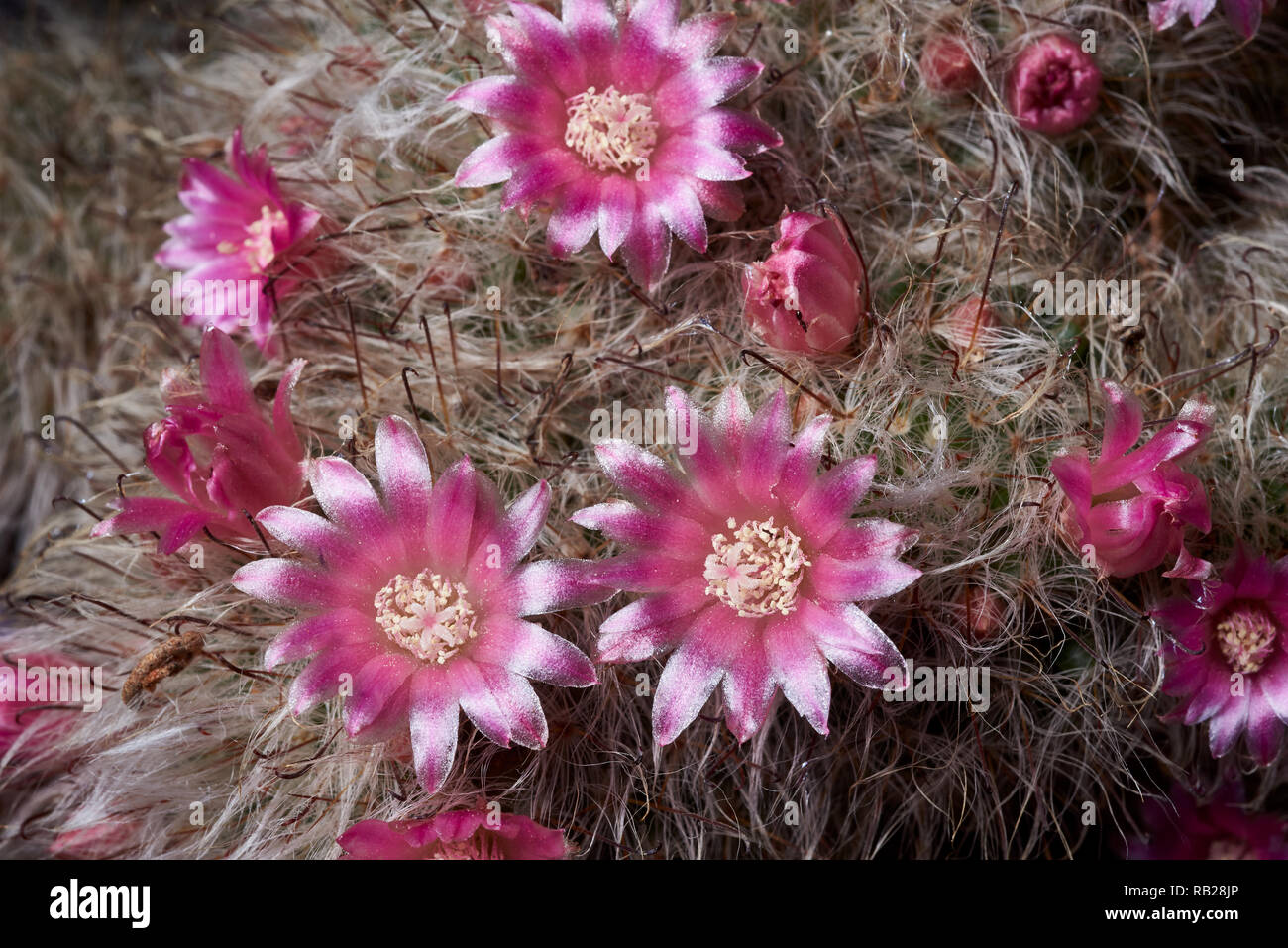 Macro image de Mammillaria hahniana fleur. Banque D'Images