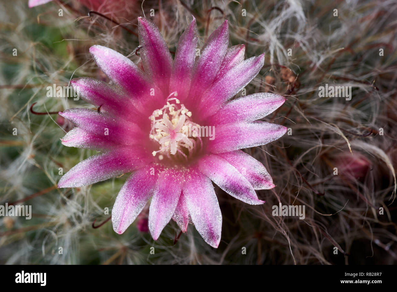 Macro image de Mammillaria hahniana fleur. Banque D'Images