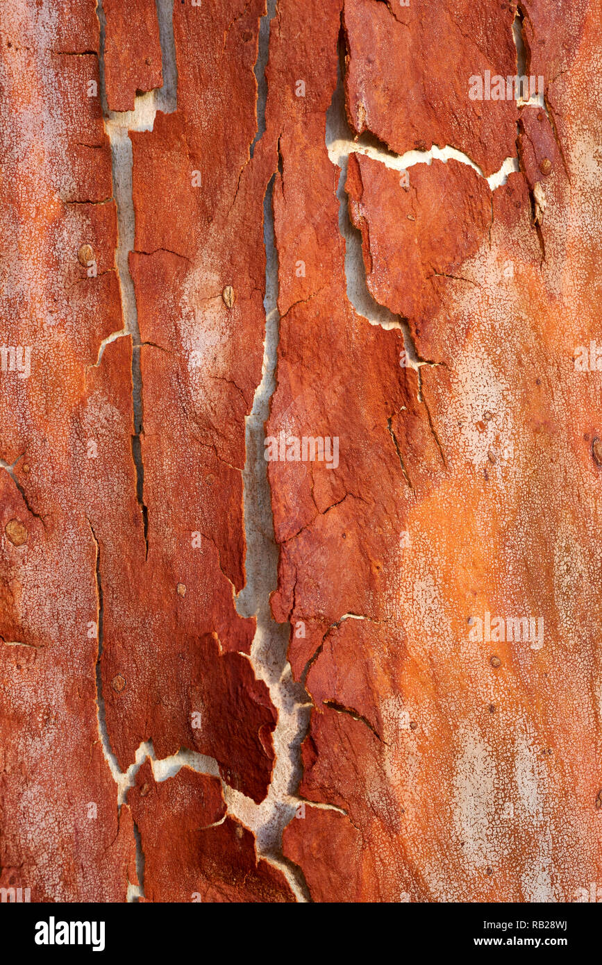 L'excrétion d'écorce annuel sur Corymbia citriodora arbre, Victoria, Australie. Banque D'Images
