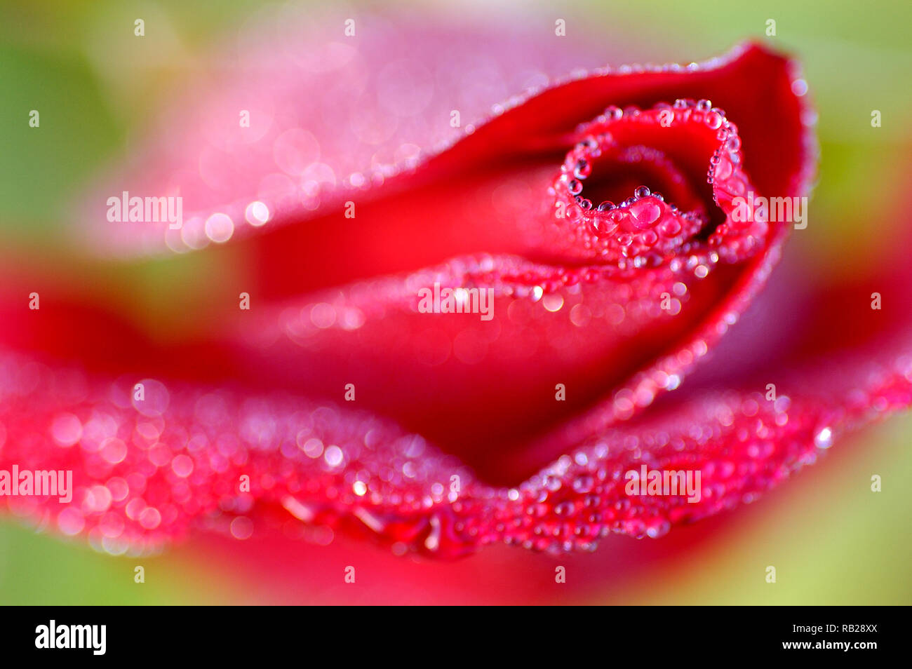Début de la lumière du matin sur gouttes de rosée d'un bouton de rose rouge. Banque D'Images