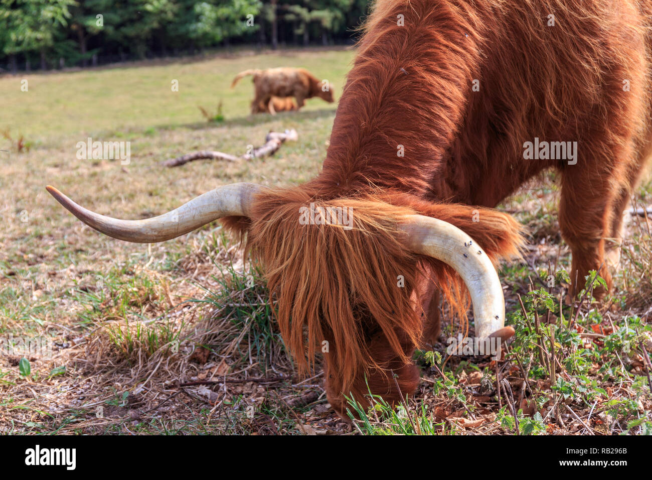 Libre de Shaggy Scottish Highland cattle sur une prairie ensoleillée. Banque D'Images