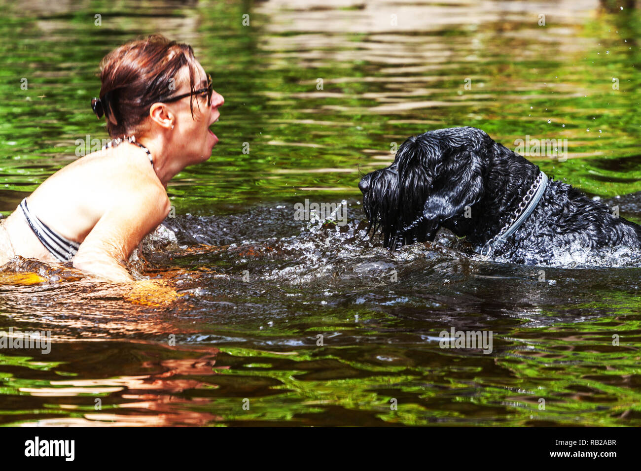 Femme et chien schnauzer noir dans l'eau, vacances d'été à la rivière, République tchèque chien femme face à face Banque D'Images