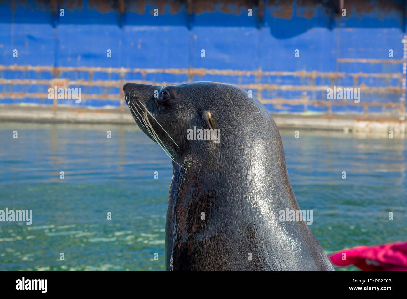 Cape fur seal, Arctocephalus pusillus, port, Walvis Bay, en Namibie Banque D'Images