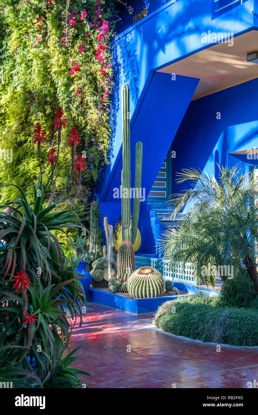 Jardin Majorelle conçu par Jacques Majorelle et restauré par Yves Saint Laurent à Marrakech, Maroc Banque D'Images