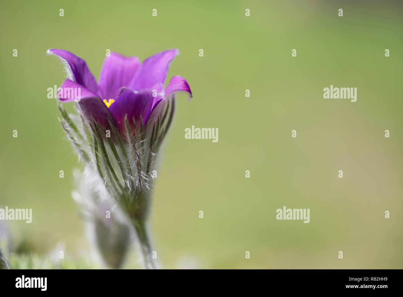 Pulsatilla pratensis, petit pasque flower est une espèce du genre Pulsatilla, originaire d'Europe centrale et orientale, du sud-est de la Norvège et de l'ouest du Danemark au sud et à l'est de la Bulgarie. Postrelrel Banque D'Images