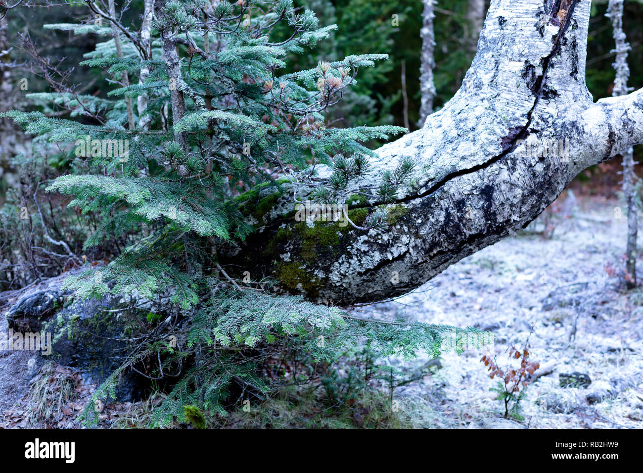 Jeune arbre à côté d'un vieux tronc recouvert par la glace, dans l'arrière-plan la forêt gelée Banque D'Images