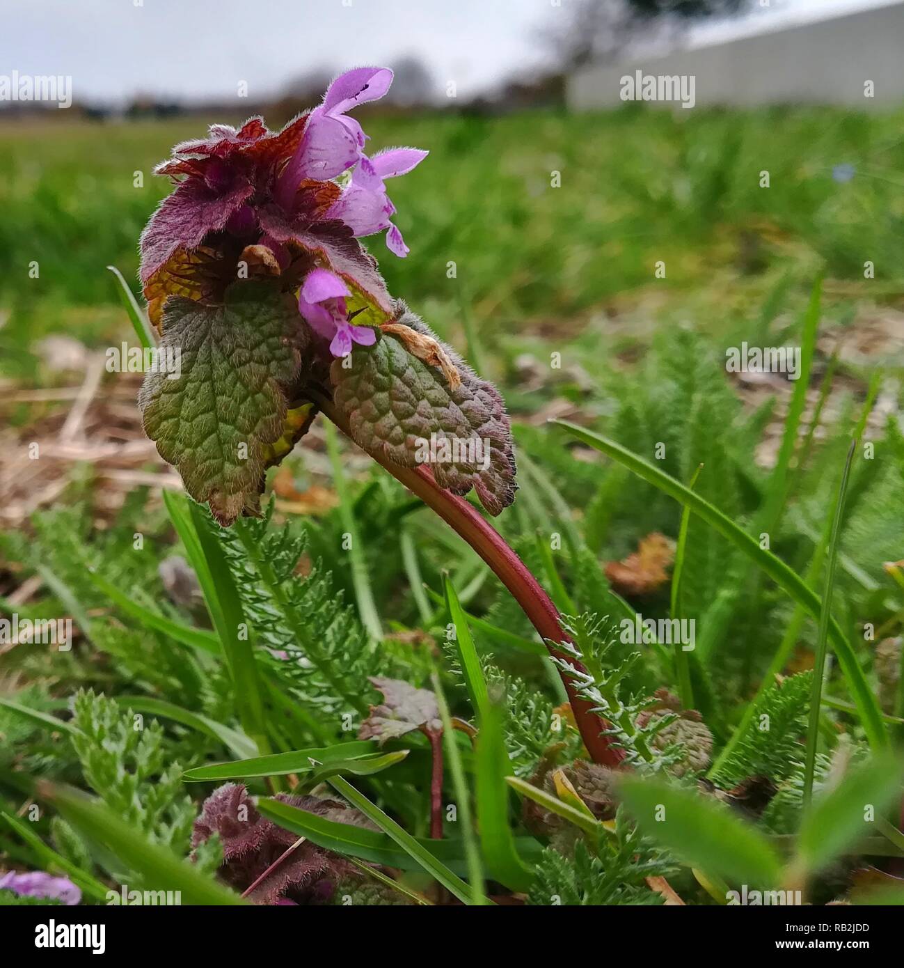 De minuscules fleurs violet-rose sur un grand pré vert Banque D'Images