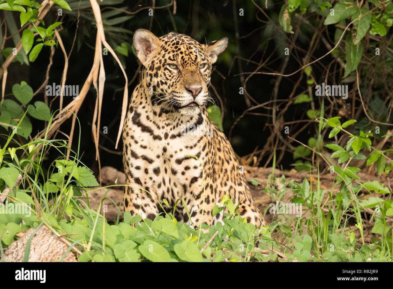 Jaguar à Porto Jofre, Brésil Banque D'Images