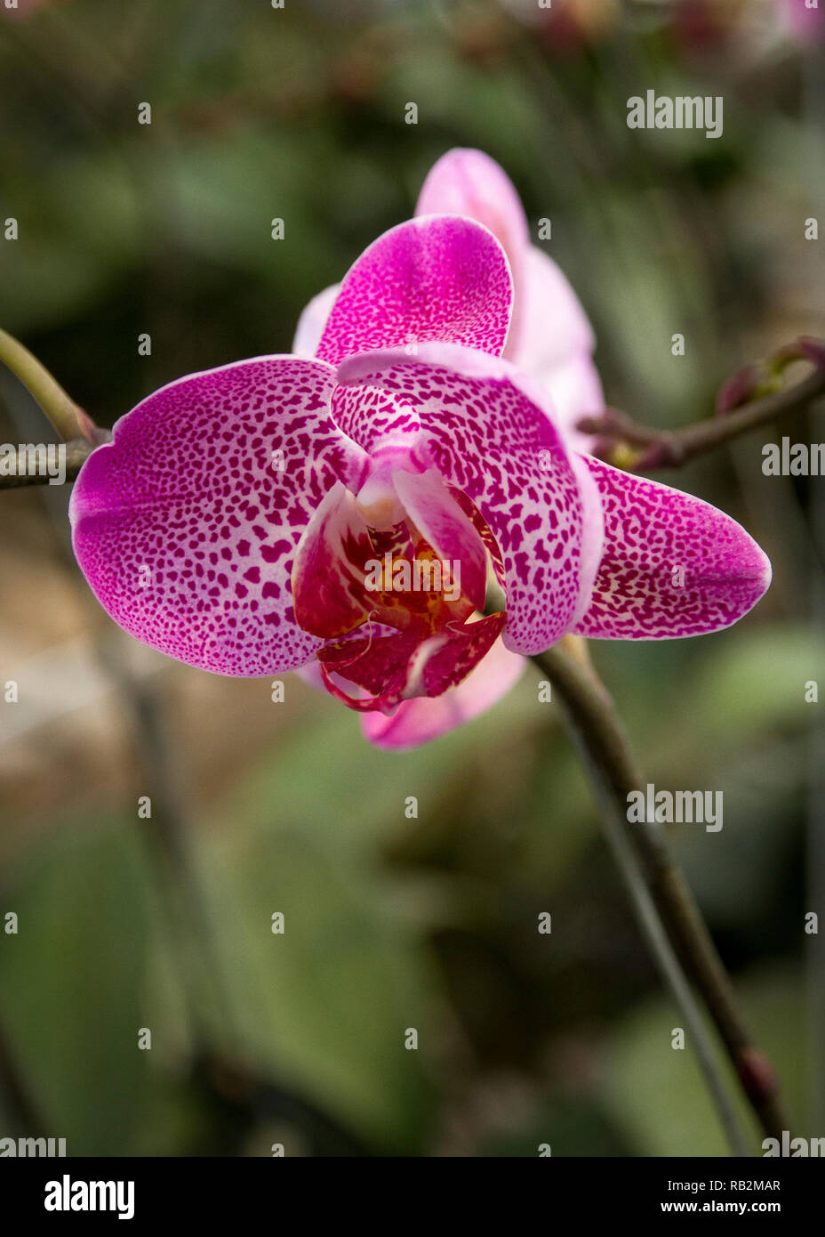 Orchidée fleur close-up photo Banque D'Images