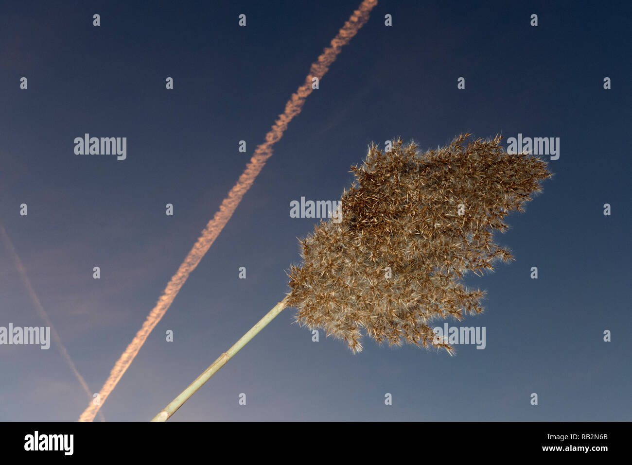 Roseau commun et jet trail. Banque D'Images