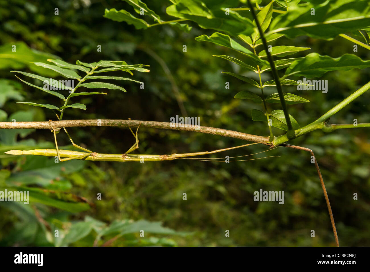 (Diapheromera femorata Walkingstick du Nord) Banque D'Images