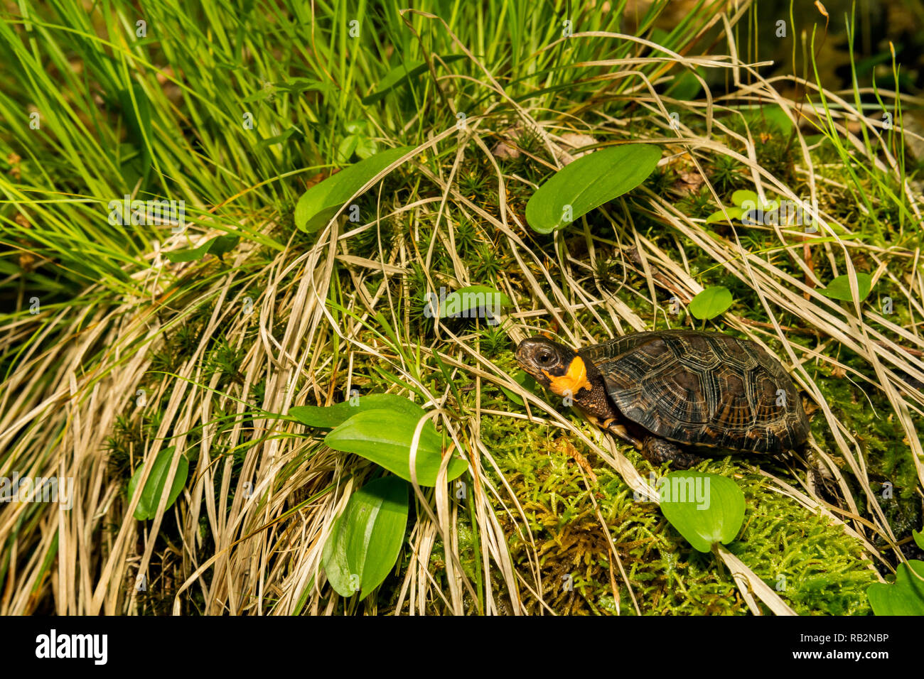 La tortue (Glyptemys muhlenbergii) Banque D'Images