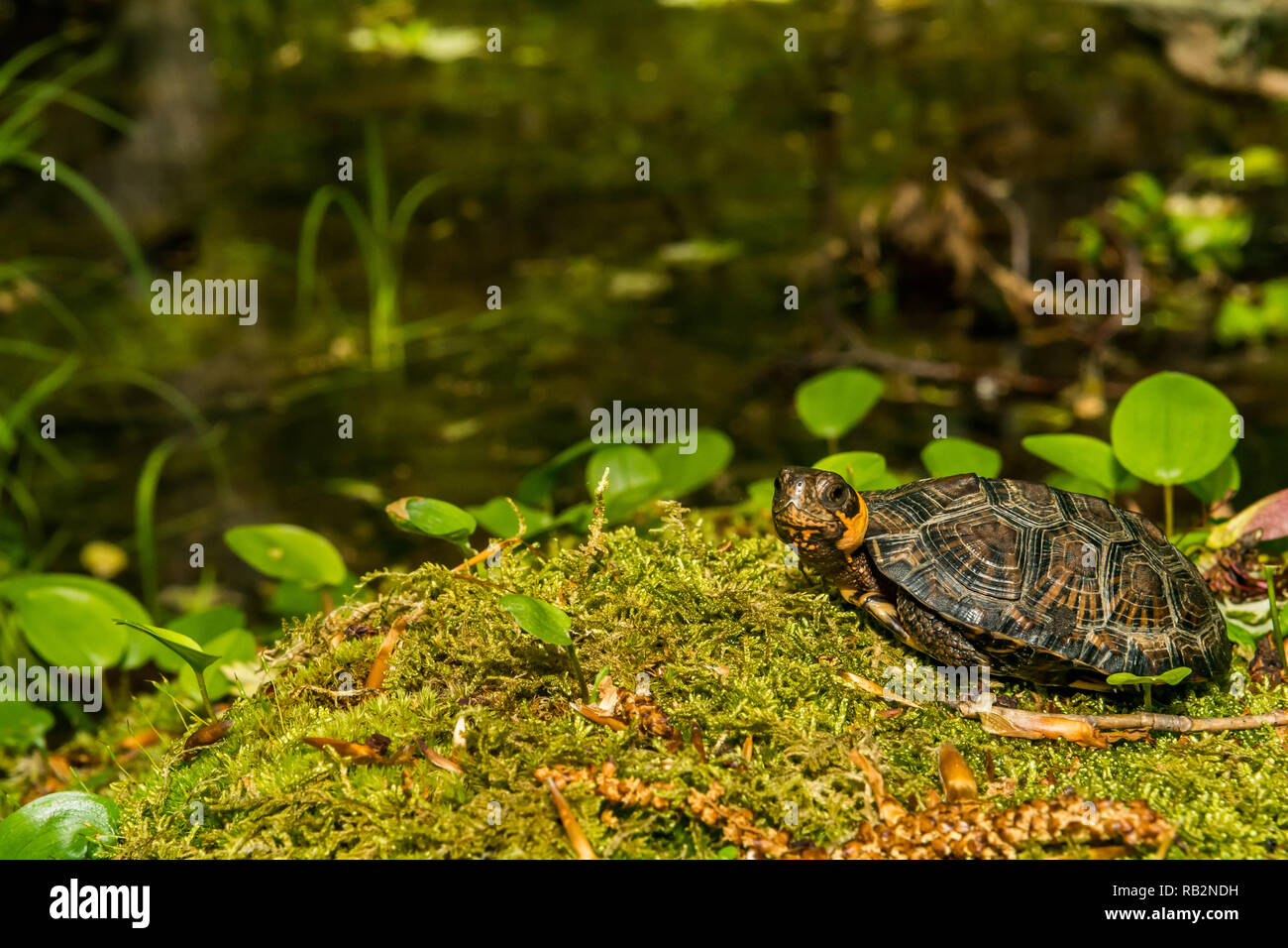 La tortue (Glyptemys muhlenbergii) Banque D'Images