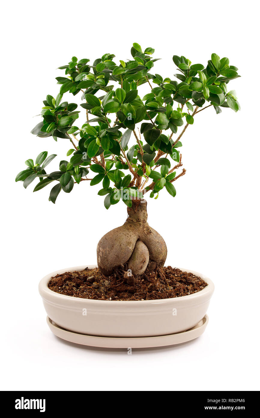Bonsai arbre en pot en céramique isolé sur blanc. Banque D'Images