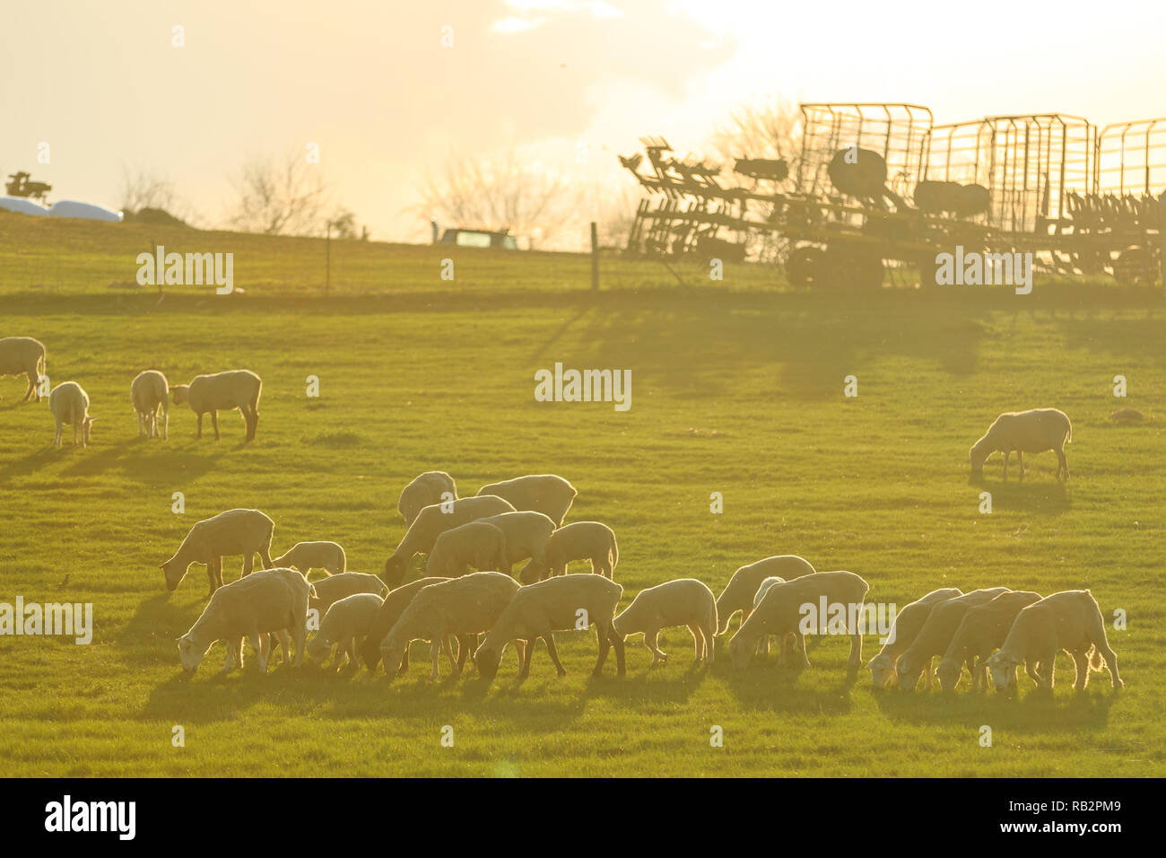 A entendu parler de moutons se broutent dans un champ de ferme pendant la fin de l'après-midi le jour d'été Banque D'Images