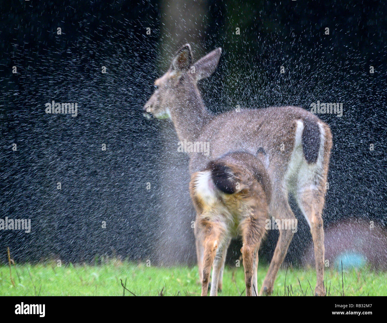 Elkton, Oregon, USA. 6 janvier, 2019. Une queue noire doe et son faon secouer l'eau de pluie tout en se tenant dans la cour d'une maison près de Elkton dans les zones rurales de l'ouest de l'Oregon. Le National Weather Service a émis un avis météorologique de l'hiver pour la région et appelle à jusqu'à 8 pouces de neige humide en haute altitude et la pluie dans les vallées. Crédit : Robin/Loznak ZUMA Wire/Alamy Live News Banque D'Images