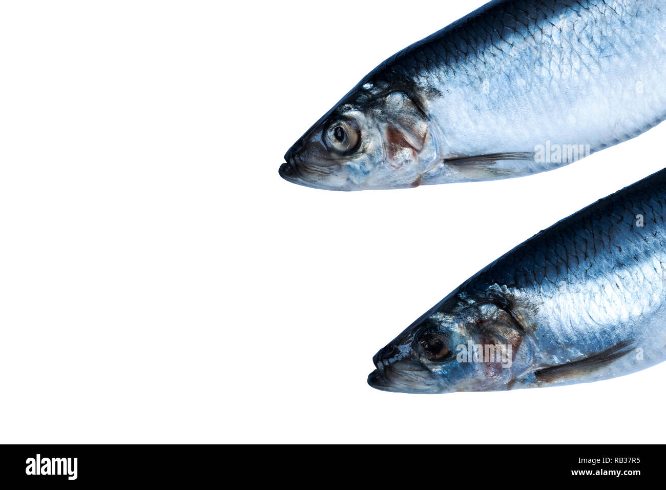 Poisson hareng isolé sur fond blanc. Groupe de poissons congelés de poissons de l'Atlantique glacé.. Harengs. Modèle de hareng. La texture du hareng. L'espace vide. Spa de copie Banque D'Images