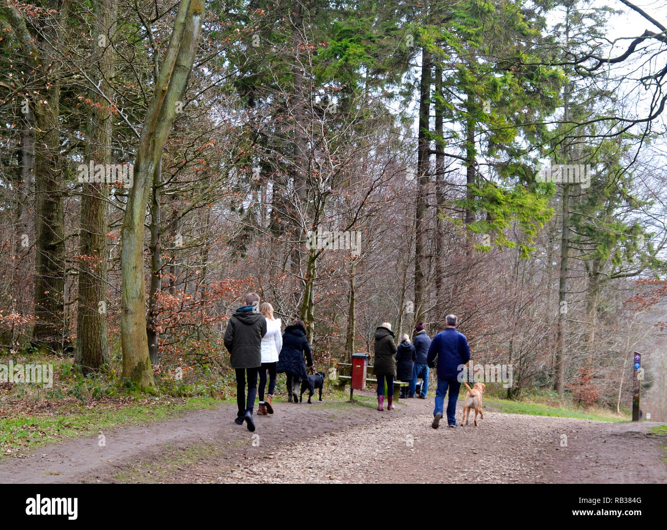 Les gens qui marchent à Wendover Woods chiens, Wendover, España Banque D'Images