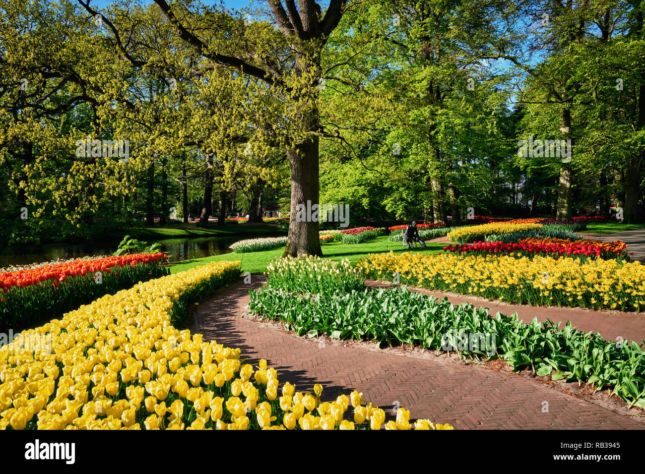Parterres de tulipes en fleurs au jardin de fleurs Keukenhof, Netherlan Banque D'Images