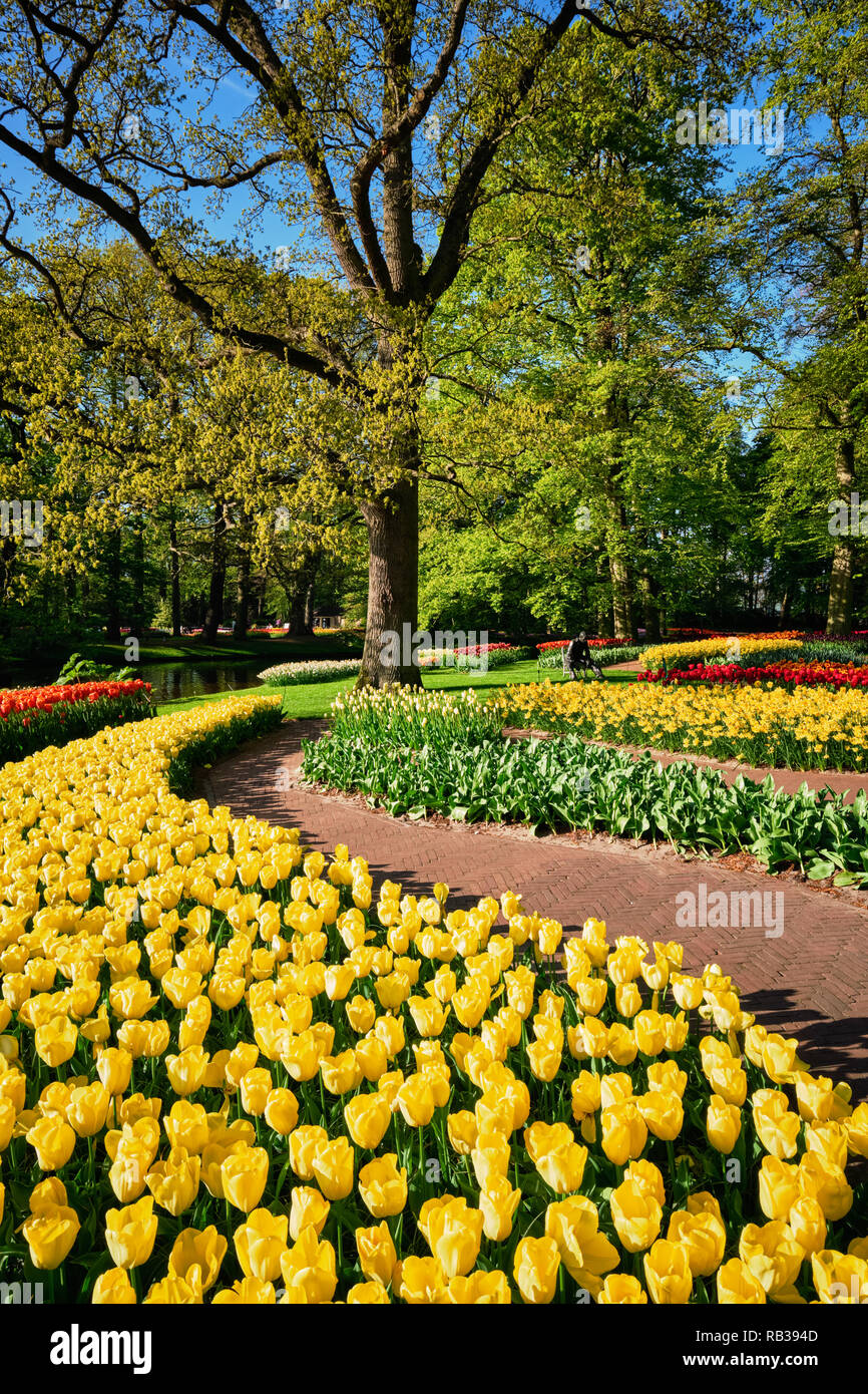 Parterres de tulipes en fleurs au jardin de fleurs Keukenhof, Netherlan Banque D'Images