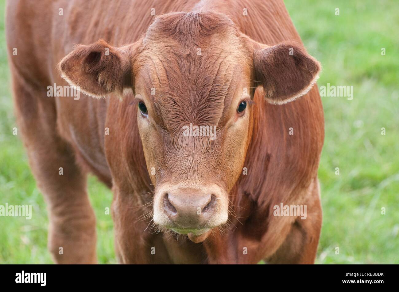 La photo en gros plan d'une vache Banque D'Images