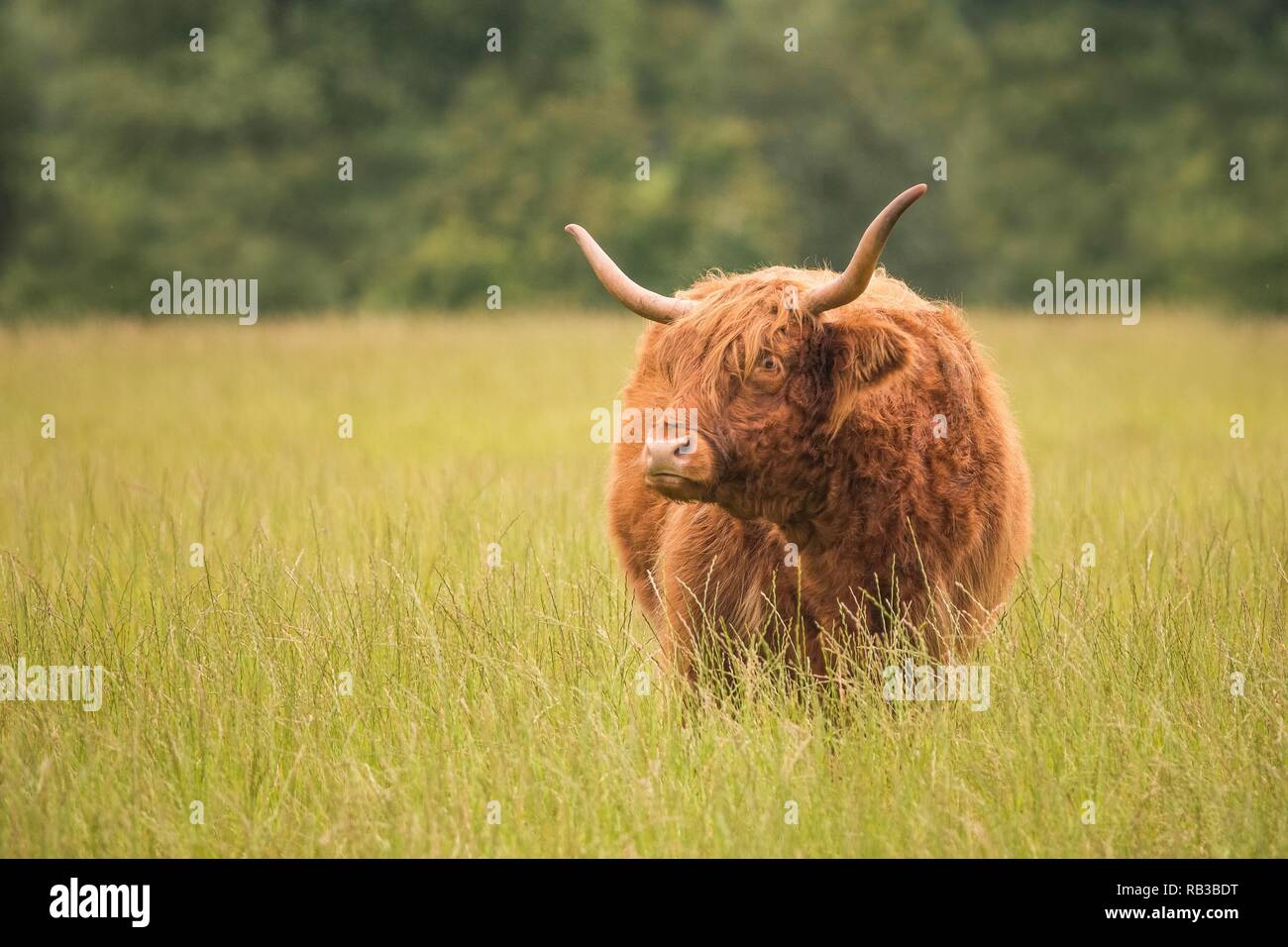 Highland vache dans un champ vert Banque D'Images
