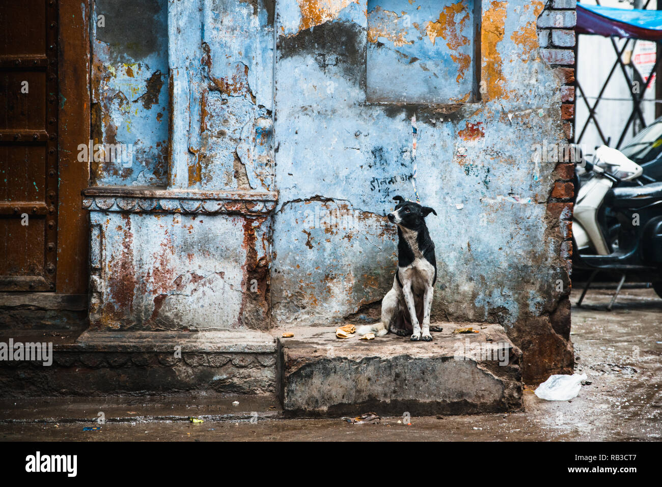 Street chien assis dans les rues de New Delhi en Inde avec un mur bleu derrière comme arrière-plan. Chien est noir et blanc moucheté et est à la triste Banque D'Images