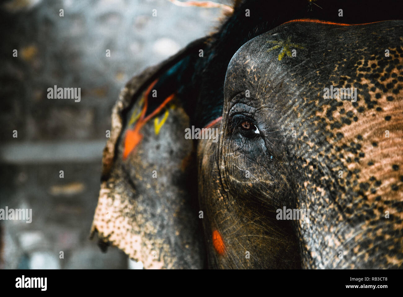 Close-up d'un oeil d'un éléphant en captivité en Inde Jaipur avec peintures sur peau d'éléphant et une larme couler le long de l'œil de l'éléphant Banque D'Images