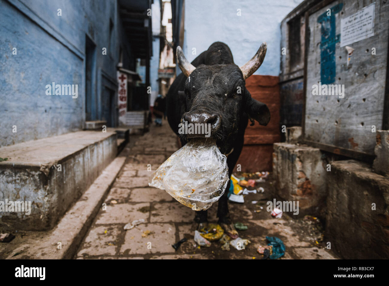 Une vache noire avec cornes blanches est en train de manger un sac de plastique des déchets dans les rues de Varanasi en Inde. Une petite rue avec des murs bleus. Banque D'Images