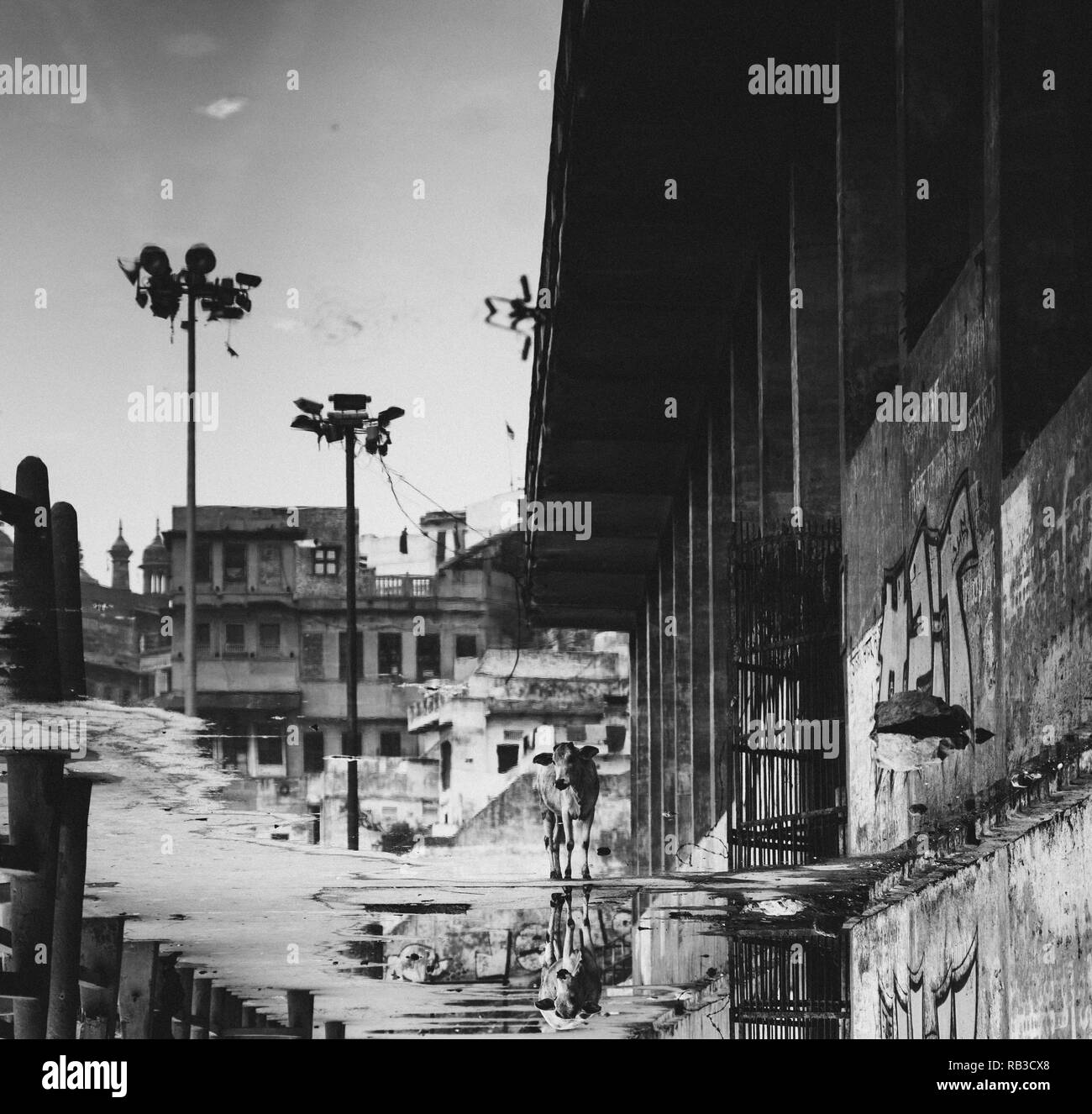 Photo noir et blanc avec une vache debout dans les rues de Varanasi en Inde. Les vaches la réflexion est dans une flaque d'eau, il est très sale Banque D'Images