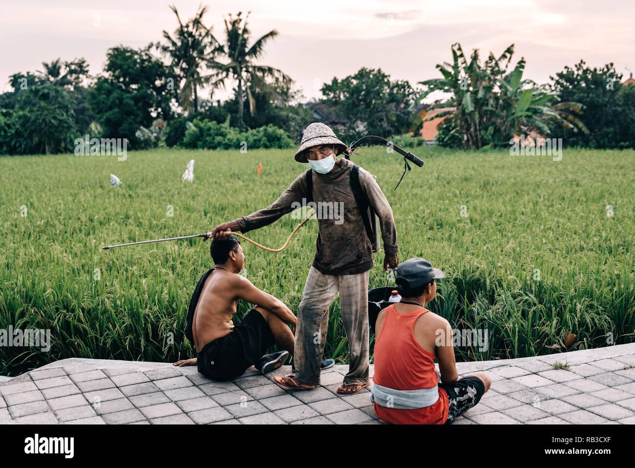Agriculteur travaille avec des herbicides sur une rizière à Bali en  Indonésie. Un champ de riz vert dans la soirée avant l'aube Photo Stock -  Alamy