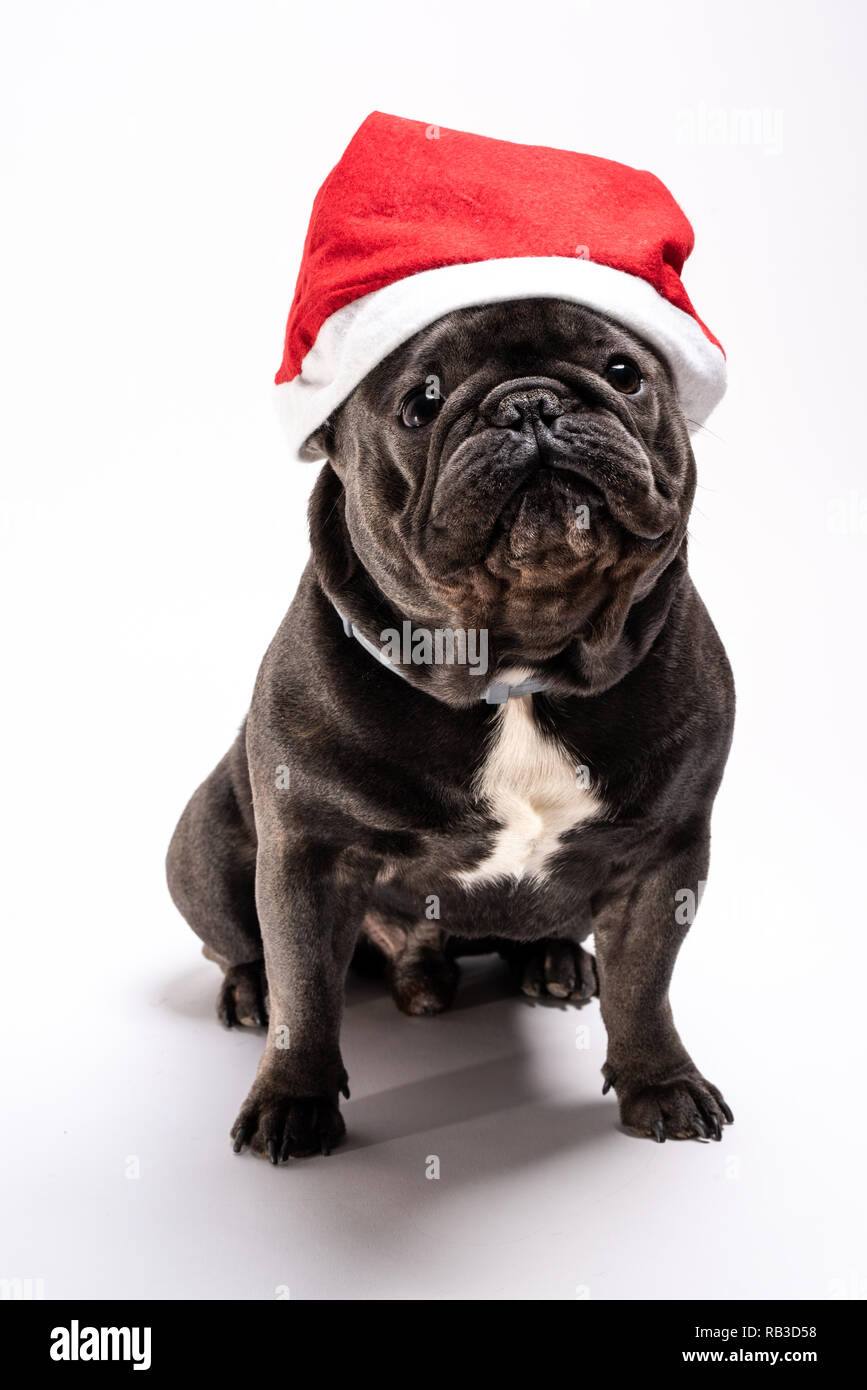 Portrait d'un adorable bouledogue français wearing a Santa Claus hat. Tourné en studio à l'arrière-plan blanc Banque D'Images