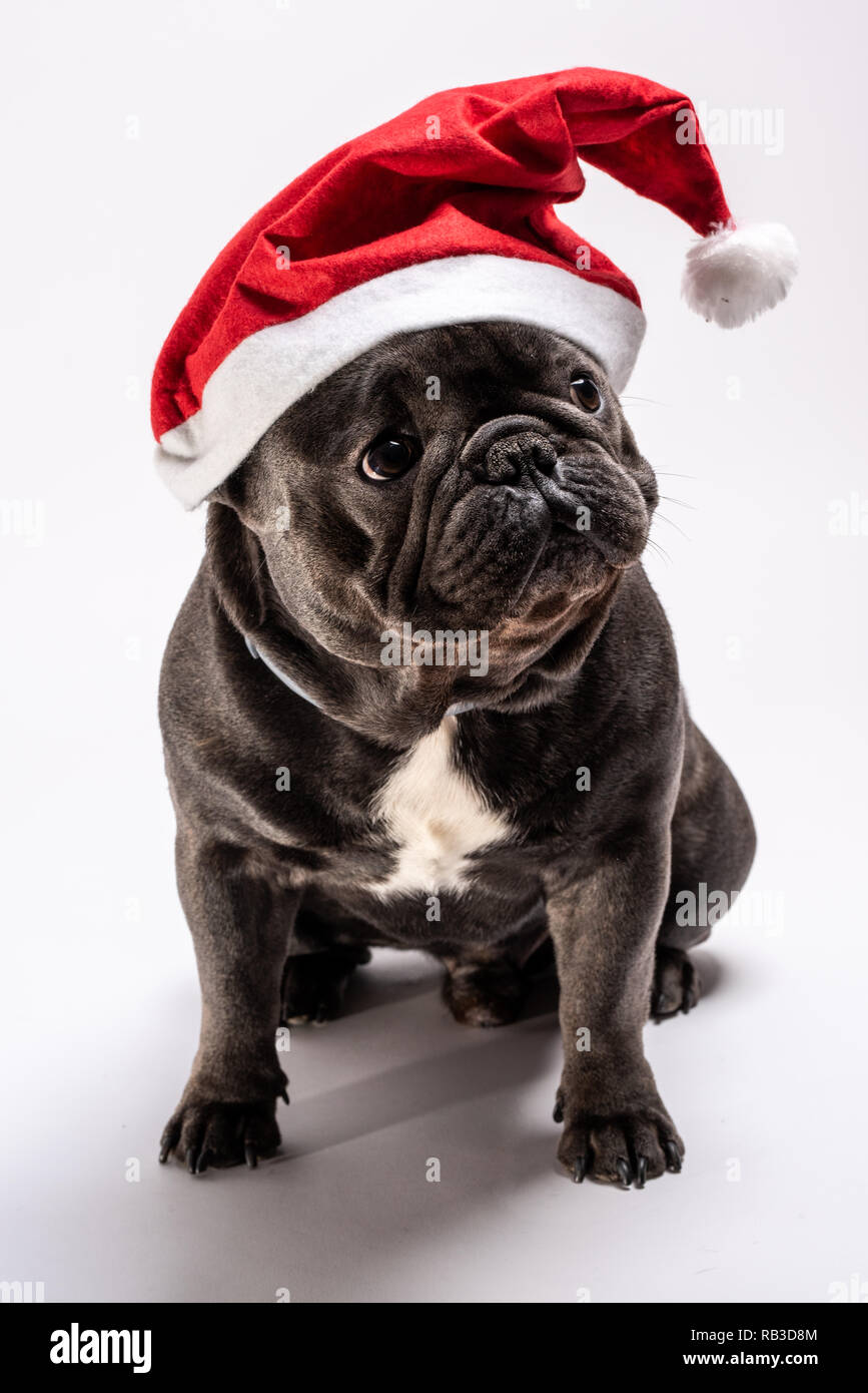 Portrait d'un adorable bouledogue français wearing a Santa Claus hat regardant à droite. Studio shot bien éclairée par la gauche. Canine Purebreed adorabl Banque D'Images