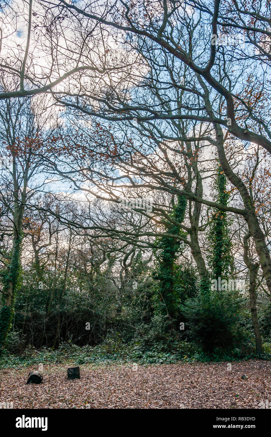 Arbres de Wanstead, London, UK, en décembre (HDR) Banque D'Images
