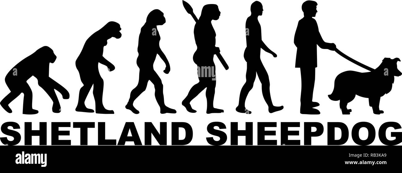 Shetland Sheepdog évolution avec word en noir Illustration de Vecteur