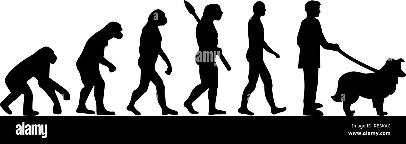 Shetland Sheepdog développement évolution grâce à silhouette Illustration de Vecteur