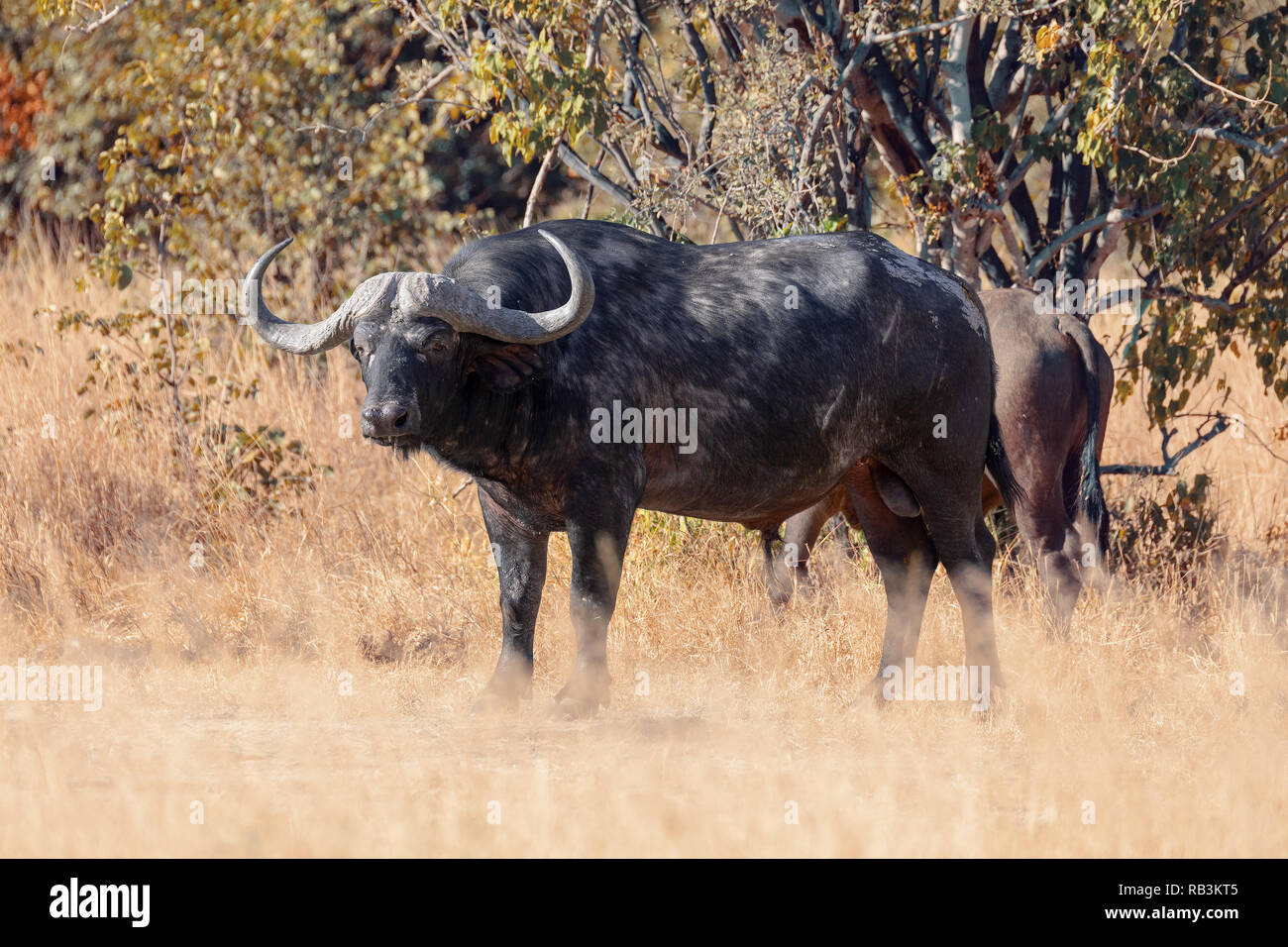 Buffle africain majestueux à Moremi Botswana, Afrique safari wildlife Banque D'Images