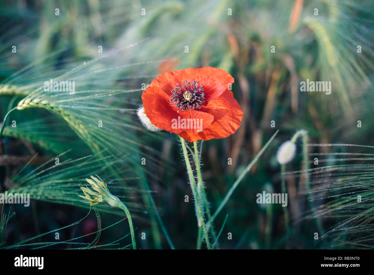 Simple pavot rouge dans un champ de blé. Photo macro d'une fleur rouge en été. Banque D'Images