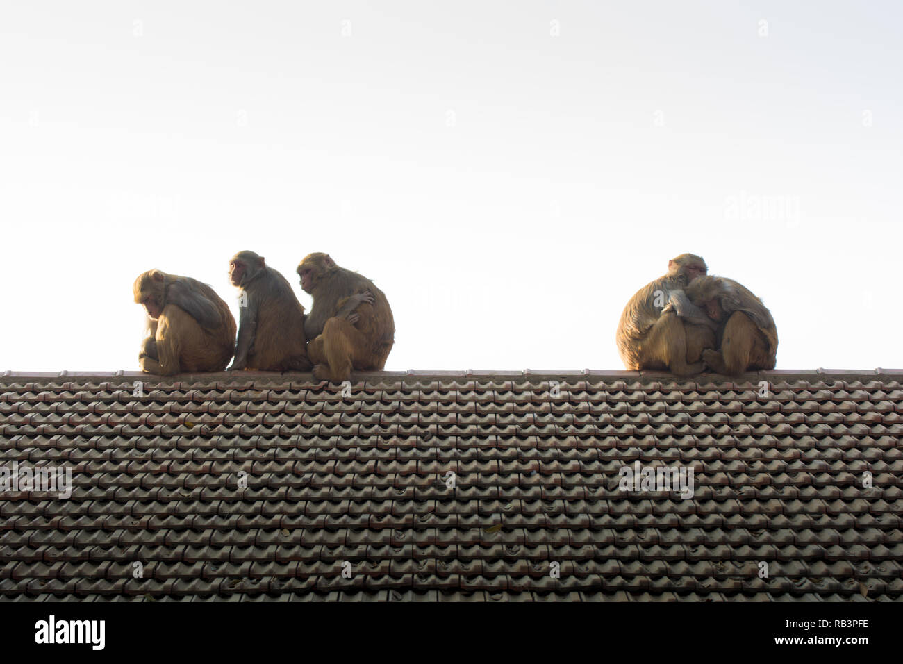 Arrière-plan de la faune avec des singes et bébé singe sur le toit. droit à l'alimentation des animaux sauvages nature mammifère zoo amour voyage concept Banque D'Images