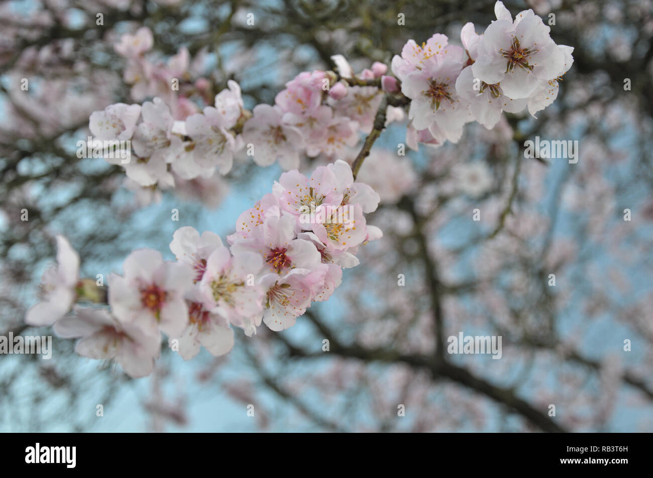 Fleurs d'amandier dans la couronne de l'arbre par jziprian Banque D'Images