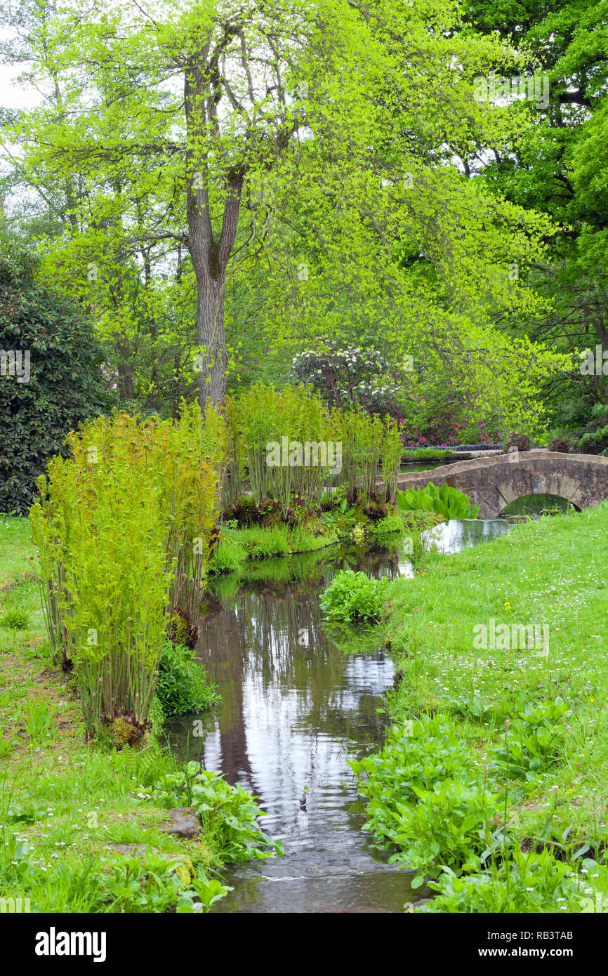 Stream serpentant à travers les prés de fleurs sauvages, de fougères, de jeunes feuilles d'arbres, vieux pont de pierre, campagne anglaise, au début du printemps . Banque D'Images