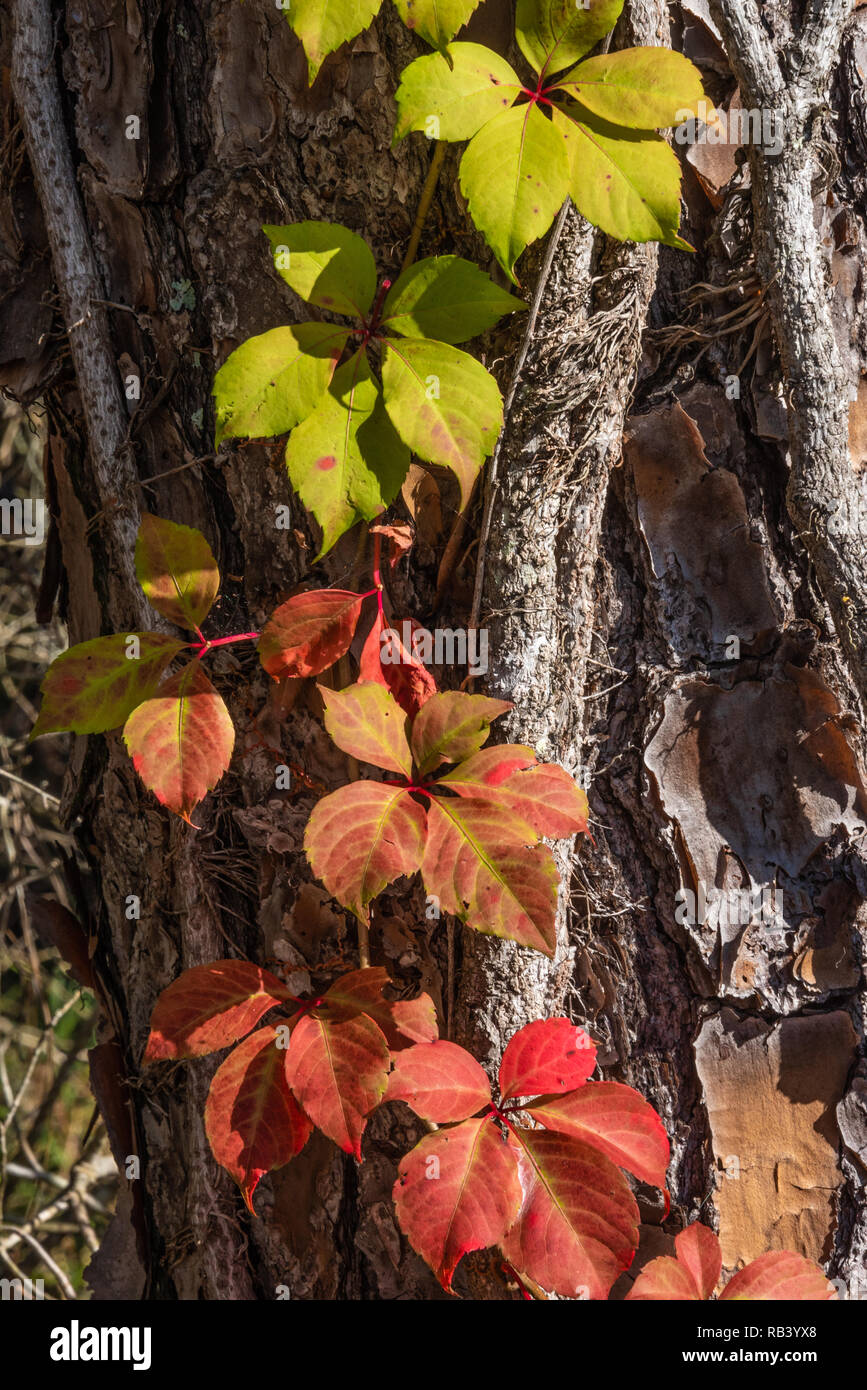 Virginia creeper colorés (Parthenocissus quinquefolia) vine escalade un tronc d'arbre dans le jardin d'hiver, en Floride. (USA) Banque D'Images