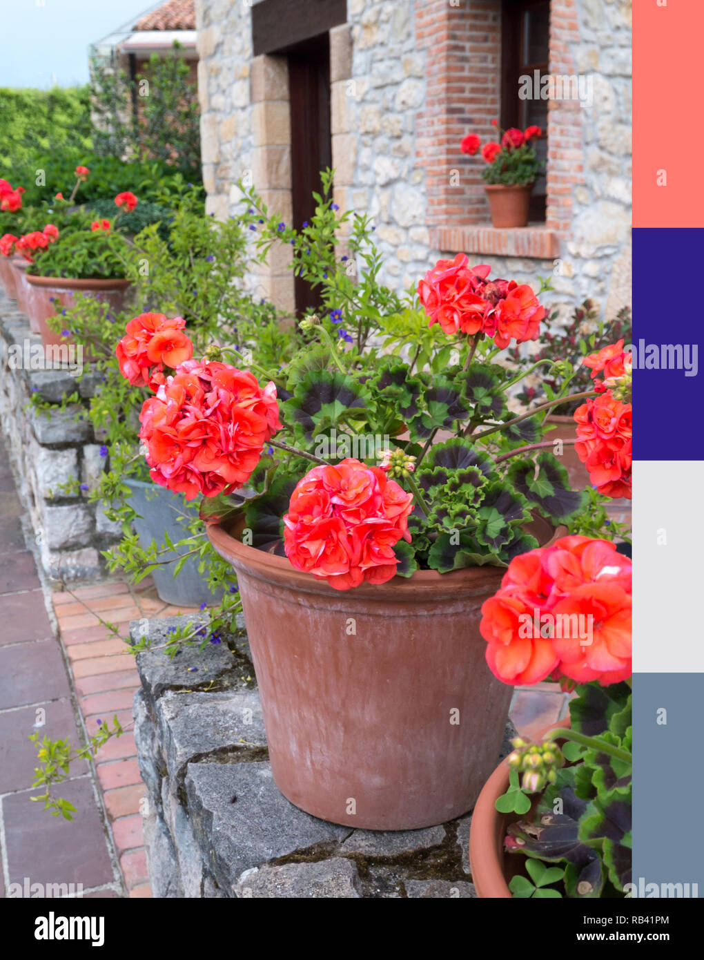 Dans le pélargonium corail pot en terre cuite de la palette. La couleur tendance de l'année 2019. Meilleure correspondance couleurs corail. Banque D'Images