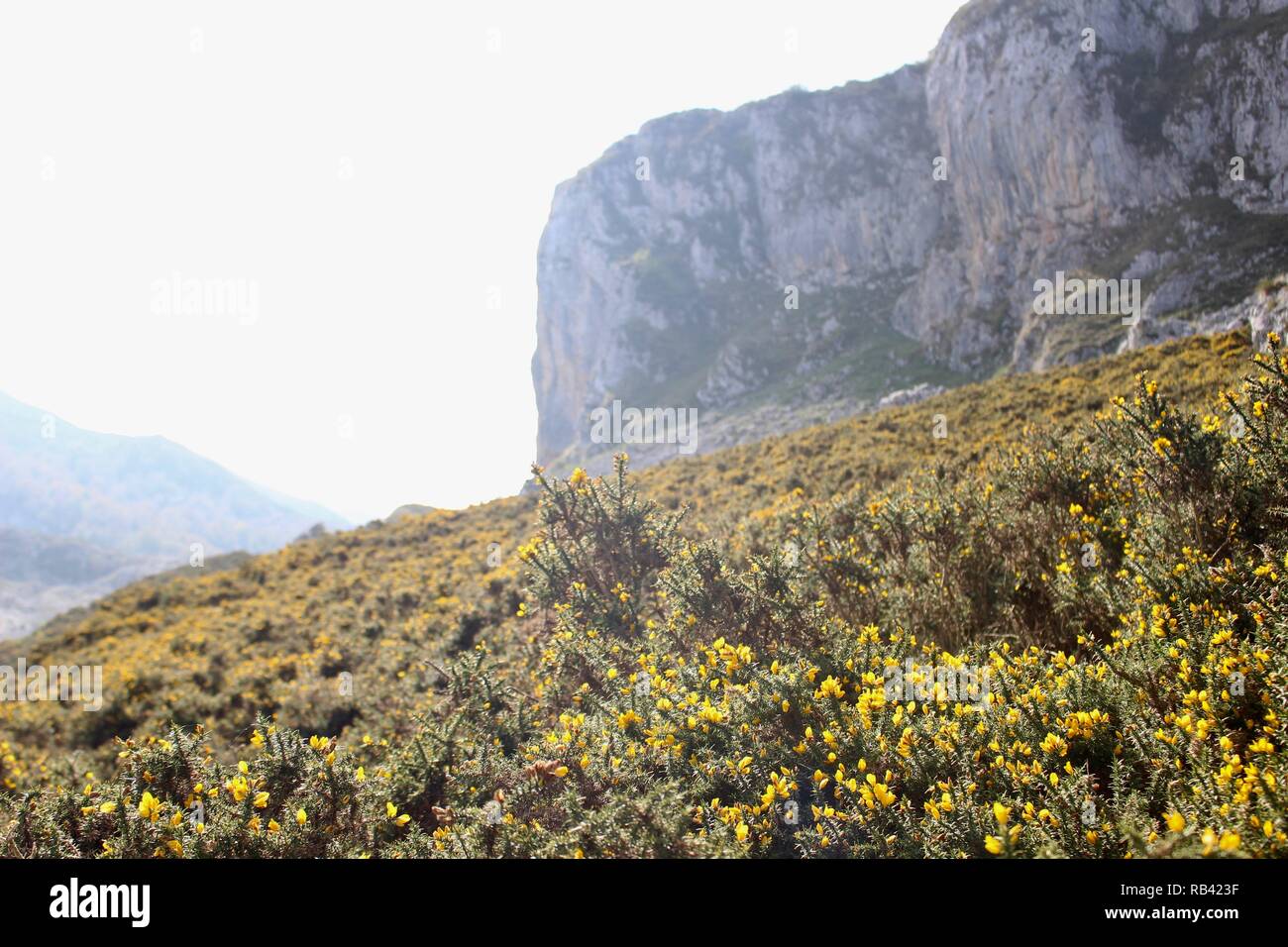 Fleurs jaunes sur un sommet de montagne espagnol dans les Picos de Europa Banque D'Images