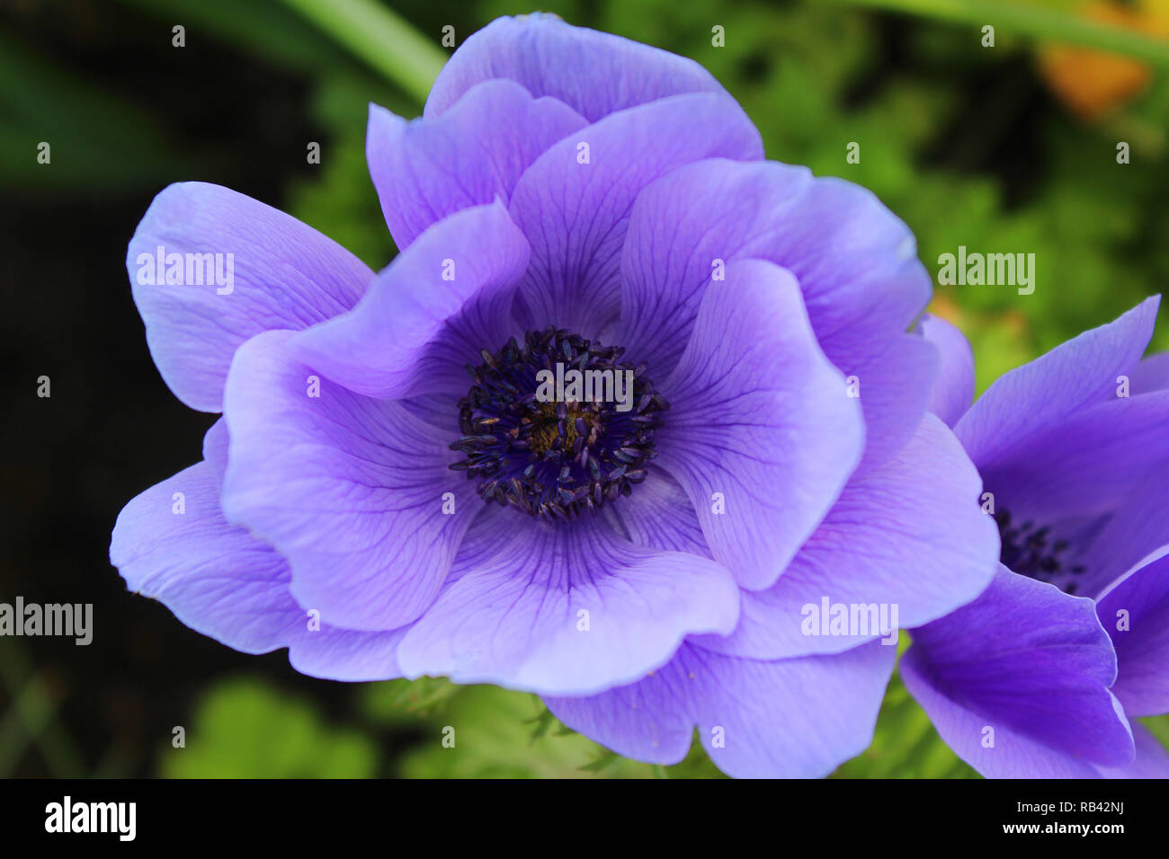 La belle anémone coronaria fleurs violettes de, également connu sous le nom de coquelicot anemone, souci, Espagnol ou windflower. Fermer jusqu'à l'extérieur dans un paramè tres naturel Banque D'Images