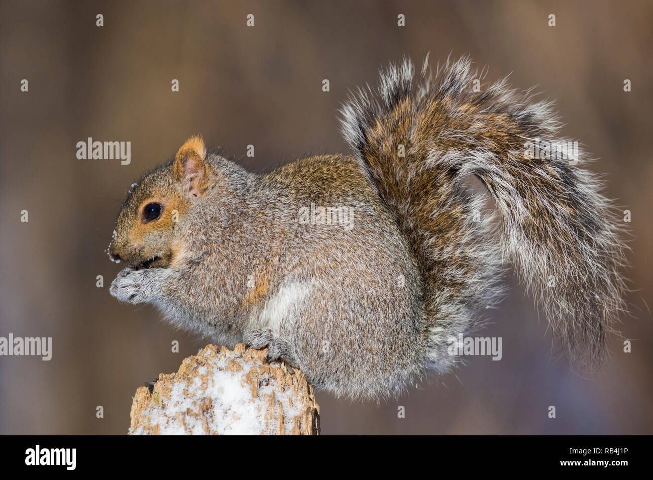 Sciurus carolinensis Nom commun, l'écureuil gris ou gris écureuil en hiver Banque D'Images