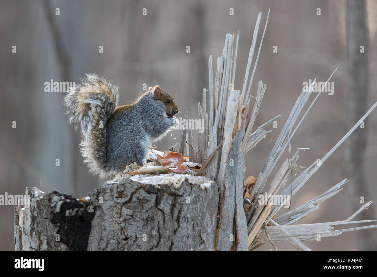 Sciurus carolinensis Nom commun, l'écureuil gris ou gris écureuil en hiver Banque D'Images