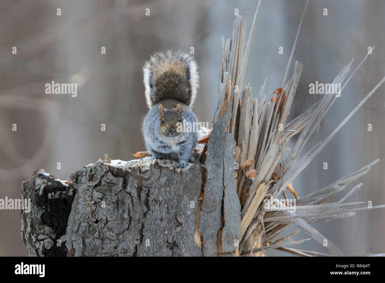 Sciurus carolinensis Nom commun, l'écureuil gris ou gris écureuil en hiver Banque D'Images