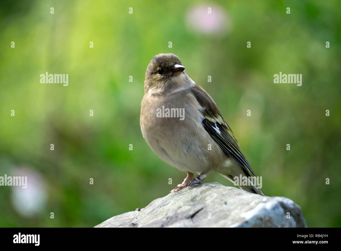 Libre d'une femme - Fringilla coelebs Chaffinch - assis sur un rocher. C'est un petit passereau, commune, de la famille des. Banque D'Images